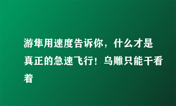 游隼用速度告诉你，什么才是真正的急速飞行！乌雕只能干看着