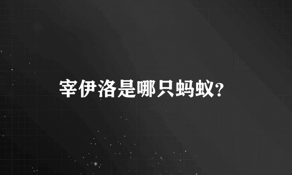 宰伊洛是哪只蚂蚁？