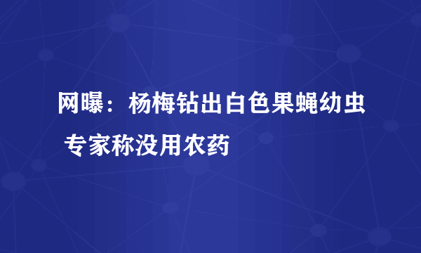 网曝：杨梅钻出白色果蝇幼虫 专家称没用农药