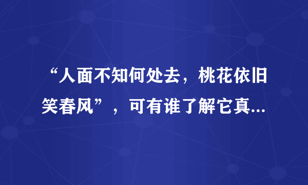 “人面不知何处去，桃花依旧笑春风”，可有谁了解它真正的含义？