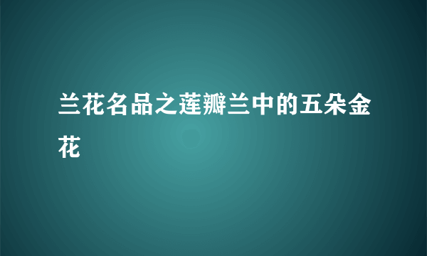 兰花名品之莲瓣兰中的五朵金花