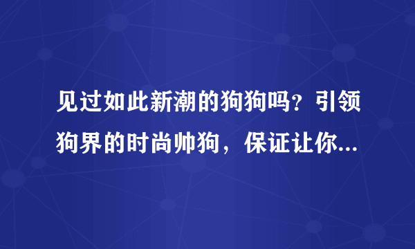 见过如此新潮的狗狗吗？引领狗界的时尚帅狗，保证让你活得不如狗