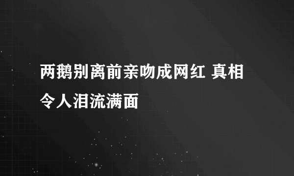 两鹅别离前亲吻成网红 真相令人泪流满面