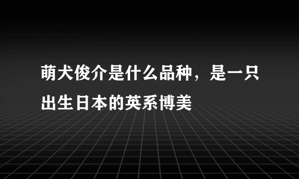 萌犬俊介是什么品种，是一只出生日本的英系博美