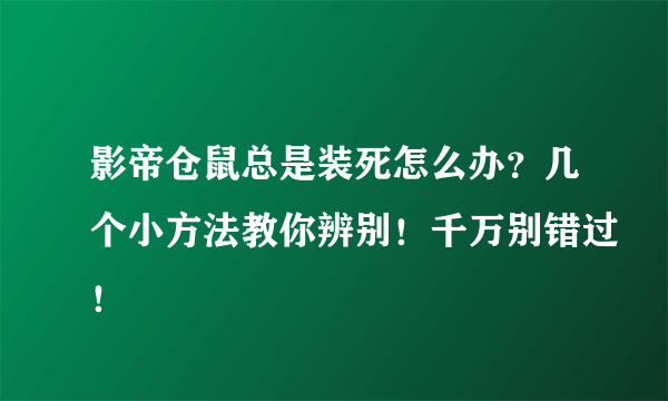 影帝仓鼠总是装死怎么办？几个小方法教你辨别！千万别错过！