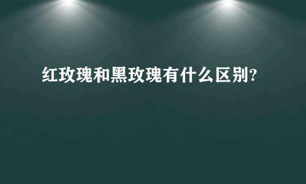 红玫瑰和黑玫瑰有什么区别?