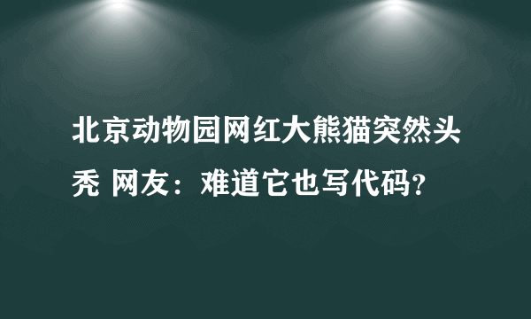 北京动物园网红大熊猫突然头秃 网友：难道它也写代码？