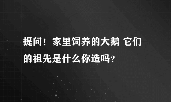 提问！家里饲养的大鹅 它们的祖先是什么你造吗？