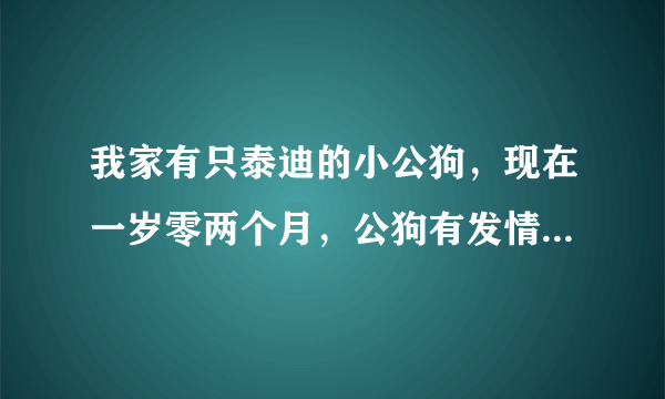 我家有只泰迪的小公狗，现在一岁零两个月，公狗有发情期吗？有谁能告诉我吗