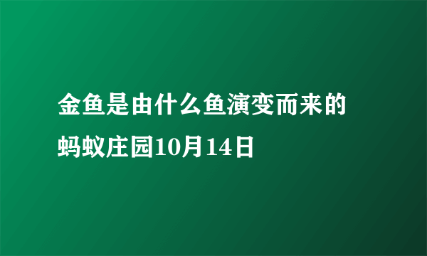 金鱼是由什么鱼演变而来的 蚂蚁庄园10月14日