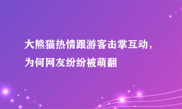 大熊猫热情跟游客击掌互动，为何网友纷纷被萌翻