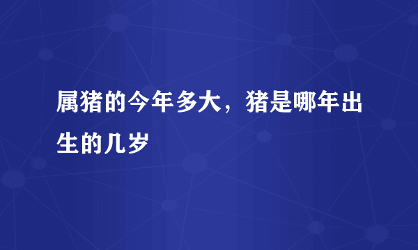 属猪的今年多大，猪是哪年出生的几岁