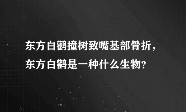 东方白鹳撞树致嘴基部骨折，东方白鹳是一种什么生物？