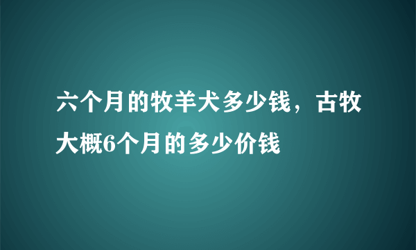 六个月的牧羊犬多少钱，古牧大概6个月的多少价钱