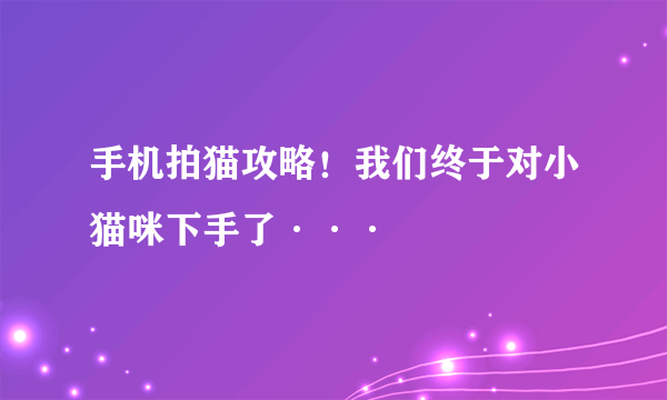 手机拍猫攻略！我们终于对小猫咪下手了···