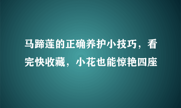 马蹄莲的正确养护小技巧，看完快收藏，小花也能惊艳四座