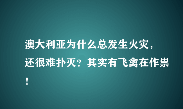 澳大利亚为什么总发生火灾，还很难扑灭？其实有飞禽在作祟！