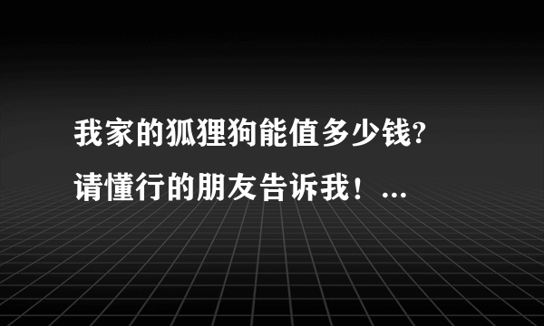 我家的狐狸狗能值多少钱?   请懂行的朋友告诉我！  家里人认为它不值钱想把它卖了。帮帮我看一看。