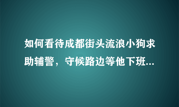 如何看待成都街头流浪小狗求助辅警，守候路边等他下班，最终被收养？